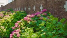 Colorful Flowers In Front Of The Cemetery Wall