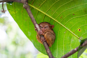 the tarsier is a nocturnal animal found in the philippine forests.
