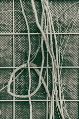 Sticker - Vertical shot of plant roots on a tiled sage green surface