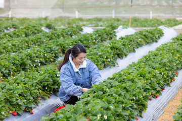 Sticker - Woman pick a ripe strawberry in strawberry field