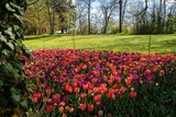 Fototapeta Tulipany - Beautiful blooming tulip field on a background of trees