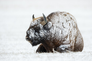 Wall Mural - European bison - Bison bonasus in Knyszyn Forest