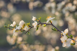 Fototapeta Niebo - Kwitnące drzewo