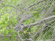 A Female Yellow-crowned Night Heron And Her Baby, A Juvenile Seemingly Camouflaged Within A Tree, At The Bombay Hook National Wildlife Refuge, Kent County, Delaware.