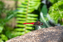 The Spine-tufted Skimmer, Or Brown-backed Red Marsh Hawk, Is A Species Of Dragonfly In The Family Libellulidae. Dragonfly Is Sitting On The Green Leaf