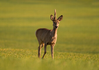 Cute roe-deer on a green spring field