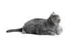 © Denis - Fat British shorthair cat lies in front of white background