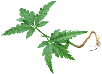 Poster - Young neem plant