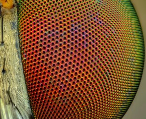 Close up of robberfly eye