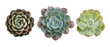 Top view of small potted cactus succulent plants, set of three various types of Echeveria succulents including Raindrops Echeveria (center)