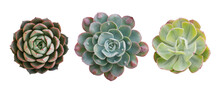 Top View Of Small Potted Cactus Succulent Plants, Set Of Three Various Types Of Echeveria Succulents Including Raindrops Echeveria (center)