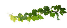 Grape Leaves Vine Plant Branch With Tendrils In Vineyard