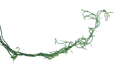 Wall Mural - Twisted jungle vines liana plant with heart shaped young green leaves