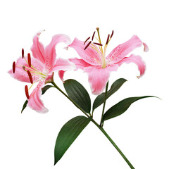 Wall Mural - Beautiful coral pink lily flowers with green leaves of Lilium (true lilies) the herbaceous flowering plant growing from bulbs