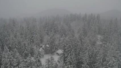 Wall Mural - Aerial view of snow covered tree tops during winter blizzard in Washington wilderness near Mount Rainier National Park - 4K Drone