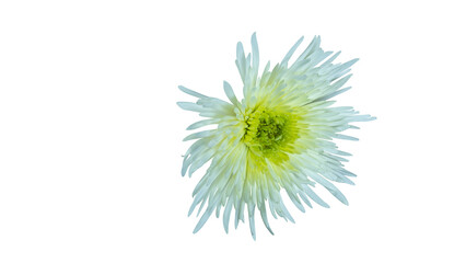 Wall Mural - Chrysanthemum isolated and cut out. Also called mother flower, florist daisy or China chrysanthemum, a field flower of many colors.