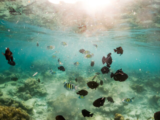 Wall Mural - corals and tropical fish underwater sea life