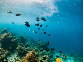 Wall Mural - corals and tropical fish underwater sea life