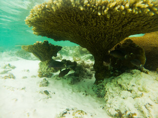 Wall Mural - corals and tropical fish underwater sea life