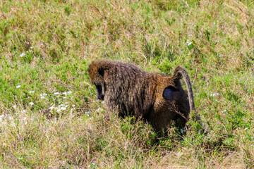 Poster - Olive Baboon (Papio anubis) eating flowers in savanna in Serengeti national park, Tanzania