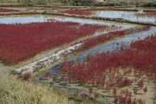 view of a landscape of red weeds in between the salt marshes in Vendée, France