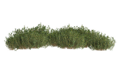 Wall Mural - rosemary bush