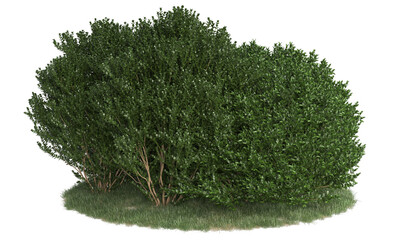 Wall Mural -  bushes and shrub on grass