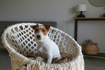 Wall Mural - Young wire haired jack russell terrier sitting in the rope papasan chair. Small rough coated doggy on weaved armchair at home. Close up, copy space, background