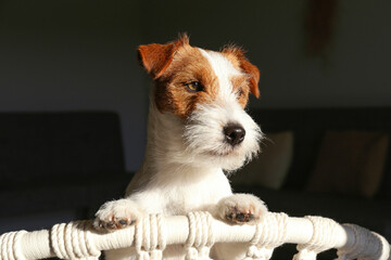 Wall Mural - Curious wire haired jack russell terrier basking in the sunlight on a rope chair. Small rough coated doggy on a weaved armchair at home. Close up, copy space, background.