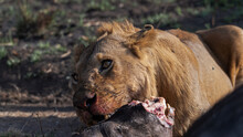 Detail Of Wild Lion Biting And Eating Prey In The Foreground. Serengeti Savannah, Tanzania, Africa.