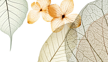 Wall Mural - leaves skeletons with veins and cells macro photograph