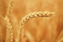 Close Up Of Isolated Ears Of Corn In A Ripe Field Of Wheat Before Harvest