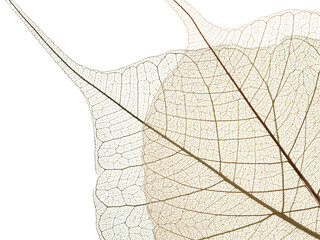 Wall Mural - leaves skeletons with veins and cells macro photograph
