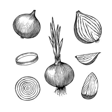 Fototapete - Onion bulb, Half cutout slice and rings. Hand drawn with ink in vintage style. Linear graphic outline design. Detailed vegetarian food. Vector illustration for label, poster, print