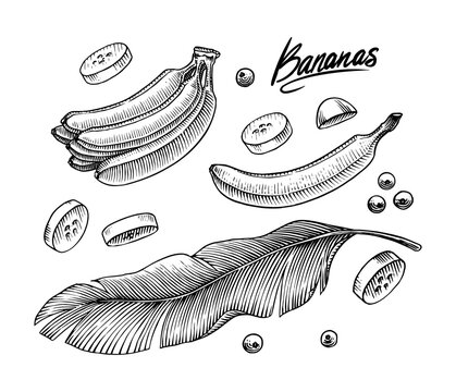 Fototapete - Banana fruit and palm leaves. Hand drawn with ink in vintage style. Linear graphic design. Detailed vegetarian food. Vector illustration for label, poster, print