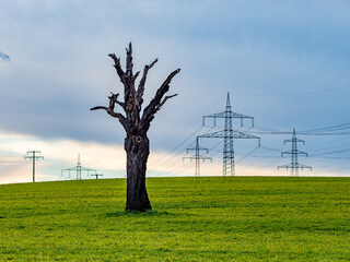 Poster - Toter Baum und Strommasten