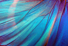 Butterfly Wings Texture Background. Detail Of Morpho Butterfly Wings.	
