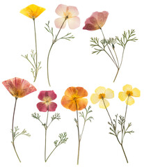 pressed and dried delicate yellow flowers eschscholzia (eschscholzia californica, california poppy).