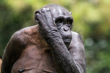 Wall Mural - The chimpanzee also known as simply the chimp, is a species of great ape native to the forest and savannah of tropical Africa