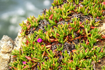 succulent by the ocean