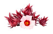 roselle hibiscus with leaf on transparent png