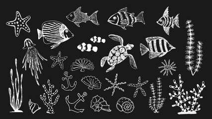 Wall Mural - Marine flora and fauna. Chalk drawing