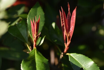 Poster - Red robin shoots. Rosaceae evergreen tree.
The red color of the new shoots is beautiful and it is resistant to pests, so it is often used as a hedge.