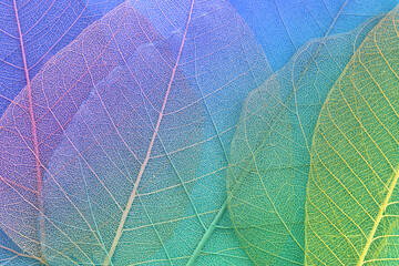 Sticker - Colorful transparent and delicate skeleton leaves