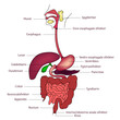 Internal human Digestive system anatomy illustration line art with labels