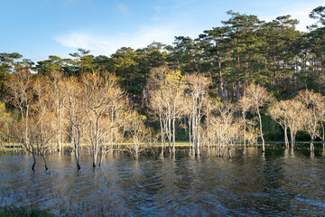 Wall Mural - Dawn on the lake Tuyen Lam, Da Lat, Viet Nam