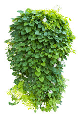 Fototapete - Isolated PNG cutout of an ivy plant on a transparent background, ideal for photobashing, matte-painting, concept art