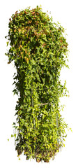 Wall Mural - Isolated PNG cutout of an ivy plant on a transparent background, ideal for photobashing, matte-painting, concept art