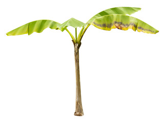 Fototapete - Isolated PNG cutout of a small banana tree on a transparent background, ideal for photobashing, matte-painting, concept art
