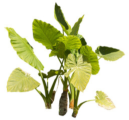 Poster - Isolated PNG cutout of a giant upright elephant ear plant on a transparent background, ideal for photobashing, matte-painting, concept art
